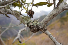 Olea europaea cuspidata