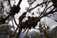 Olea europaea cuspidata