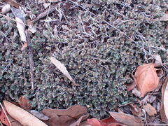 Selaginella dregei