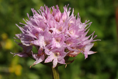 Traunsteinera globosa