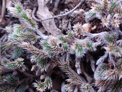 Selaginella dregei