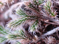 Selaginella dregei