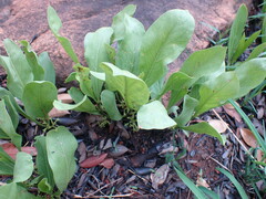 Pygmaeothamnus zeyheri