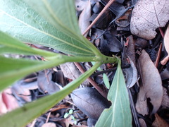 Pygmaeothamnus zeyheri