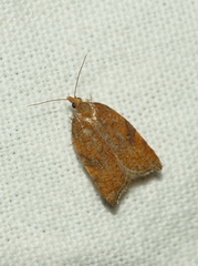 Acleris rhombana