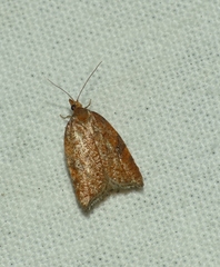 Acleris rhombana