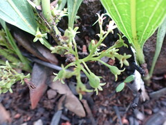 Pygmaeothamnus zeyheri