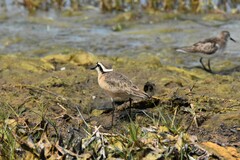 Charadrius pecuarius