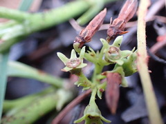 Pygmaeothamnus zeyheri