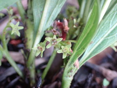 Pygmaeothamnus zeyheri