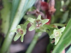 Pygmaeothamnus zeyheri