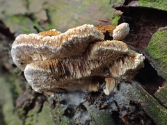 Pycnoporellus alboluteus