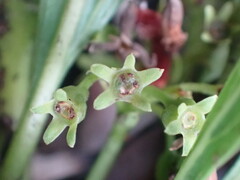 Pygmaeothamnus zeyheri