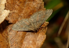 Agriopis bajaria