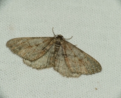 Agriopis bajaria