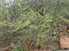 Afrocanthium gilfillanii