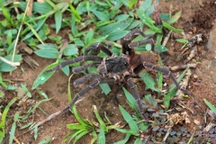 Acanthoscurria paulensis