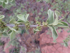 Afrocanthium gilfillanii