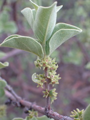 Afrocanthium gilfillanii