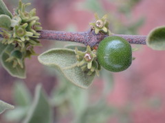 Afrocanthium gilfillanii