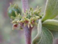 Afrocanthium gilfillanii