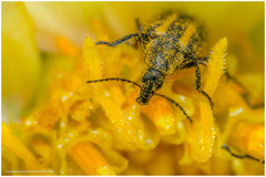 Astylus vittaticollis