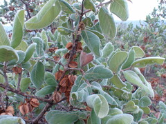 Combretum molle