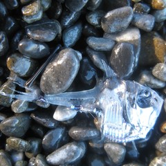 Argyropelecus hemigymnus