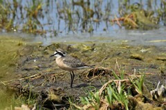 Charadrius pecuarius
