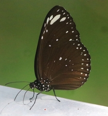 Euploea crameri