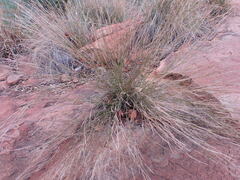 Aristida transvaalensis