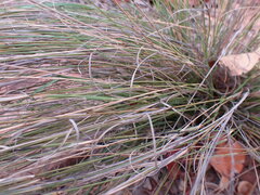 Aristida transvaalensis
