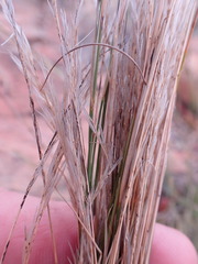 Aristida transvaalensis