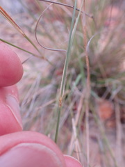 Aristida transvaalensis