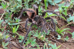 Acanthoscurria paulensis