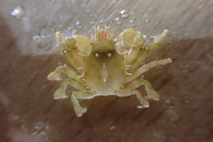 Acanthonyx lunulatus