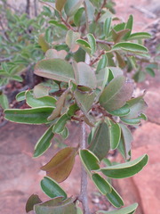Ximenia caffra