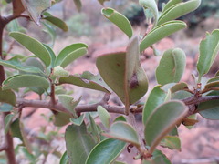 Ximenia caffra