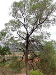Ozoroa paniculosa