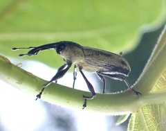 Curculionidae