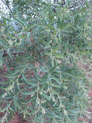 Ozoroa paniculosa