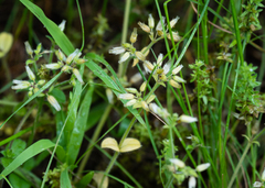 Cerastium glomeratum