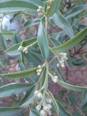 Ozoroa paniculosa
