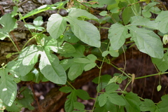 Passiflora bryonioides