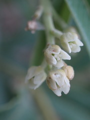 Ozoroa paniculosa