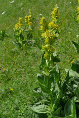 Gentiana lutea lutea