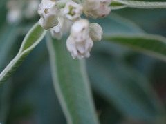 Ozoroa paniculosa