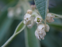 Ozoroa paniculosa