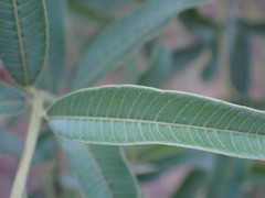 Ozoroa paniculosa