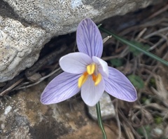 Crocus cambessedesii